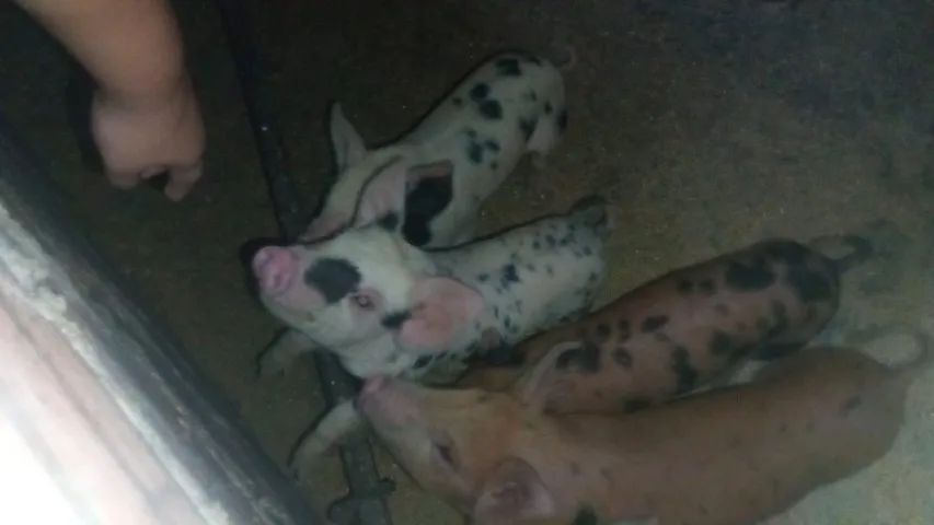 Porcos da raça Duroc - Foto 4