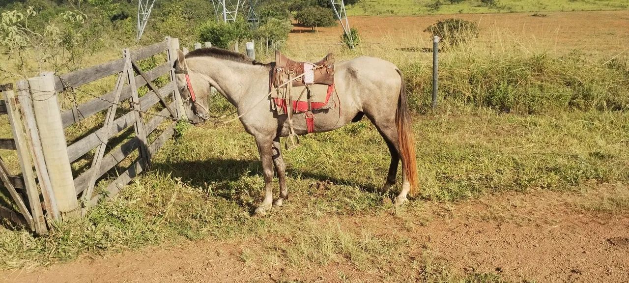 Cavalo Mangalarga Marchador - Foto 2