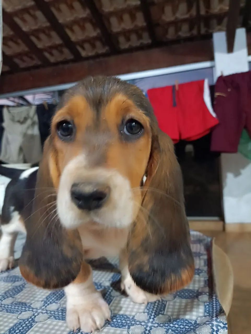 Basset Hound Cachorros Cajobi 1444282208 OLX