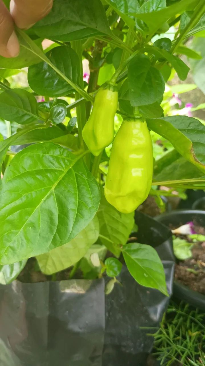 Planta pimenta variadas - Foto 4