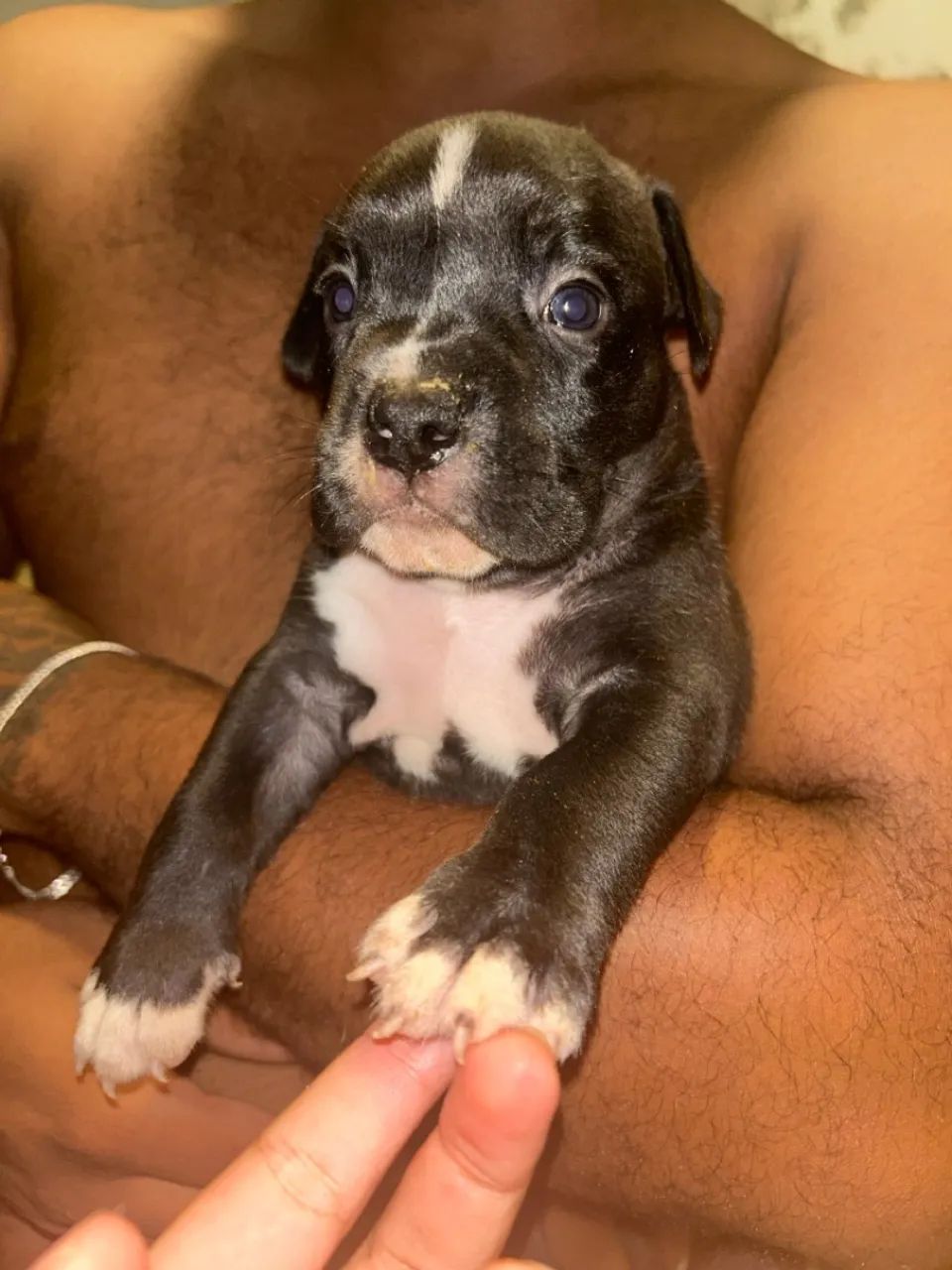 Filhotes de american bully - Foto 4