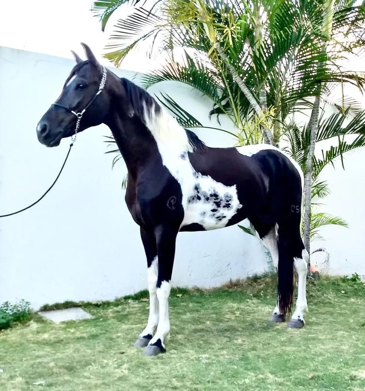 Cavalo Pampa de Preto (Homozigoto) - Foto 2