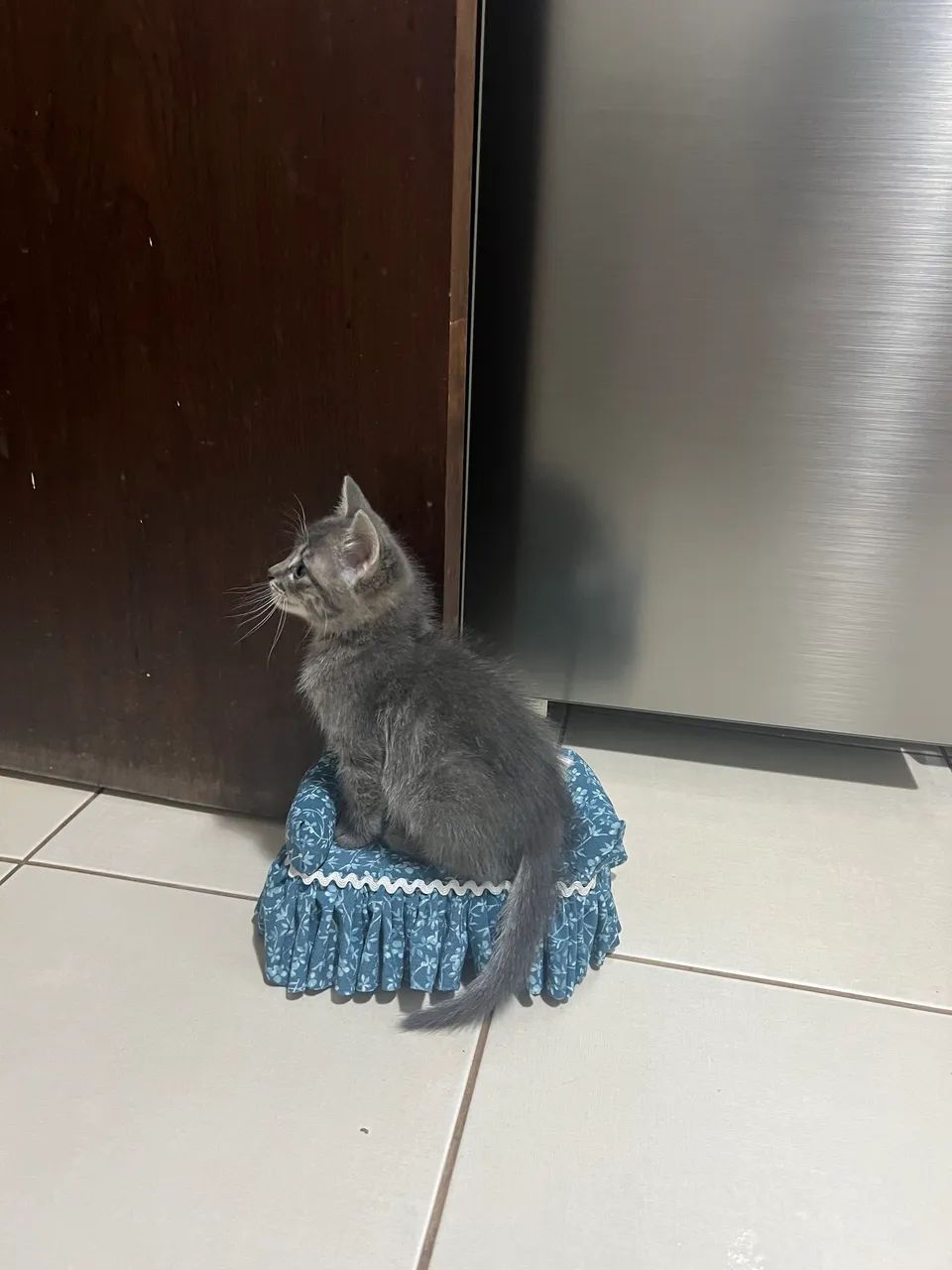 Doa se  uma gatinha  - Foto 3