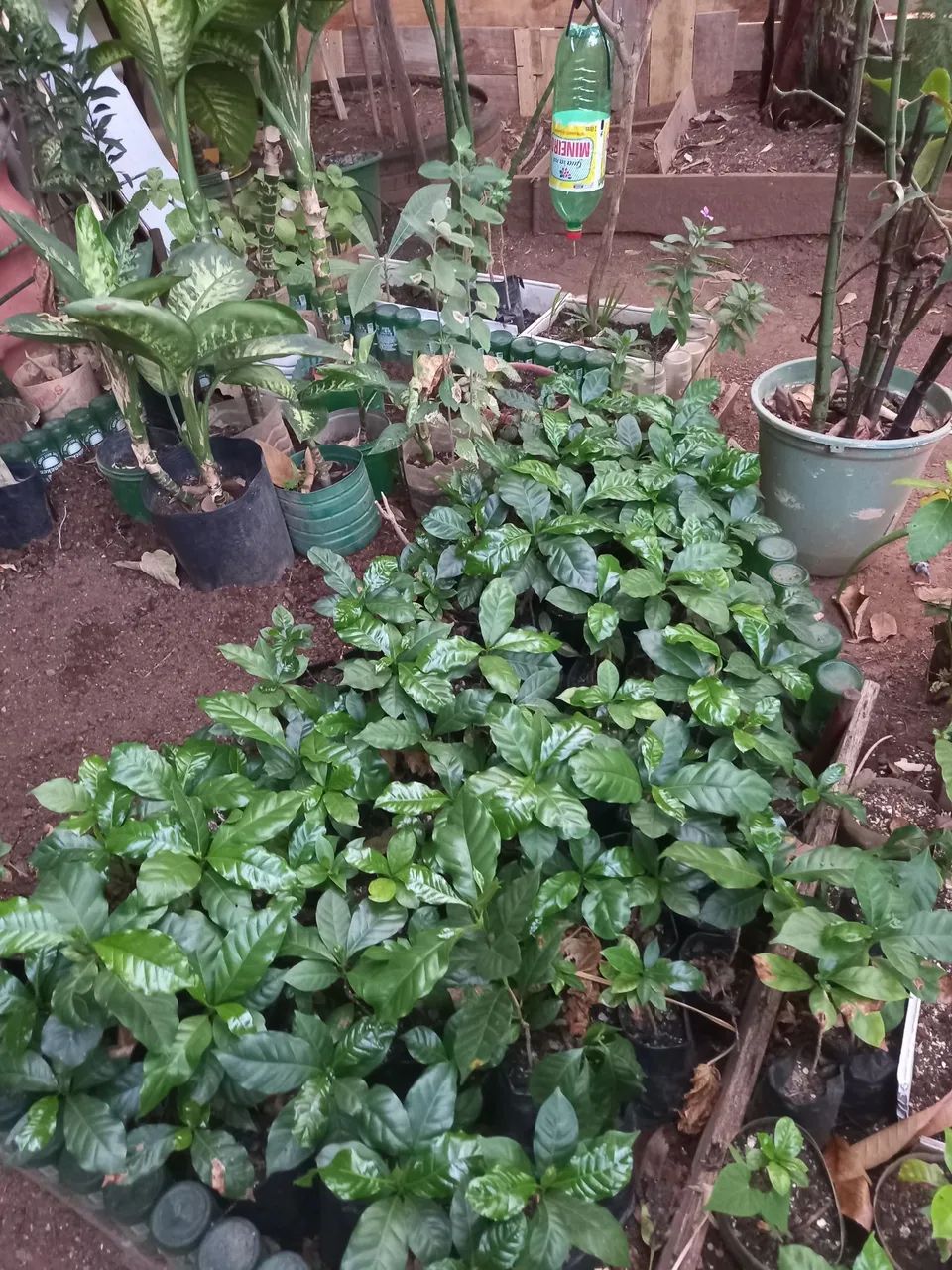 Mudas de Café - Pronta para Plantar - Foto 3