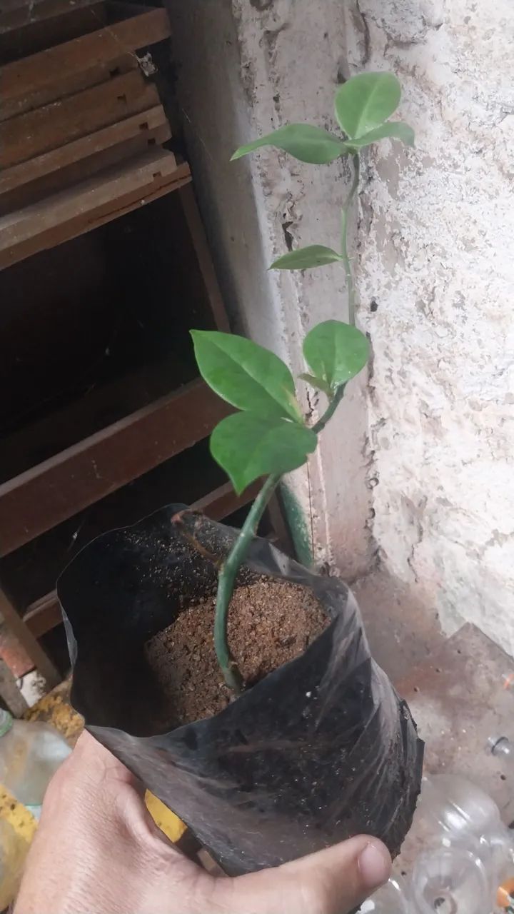 Mudas de biribiri  - Foto 3