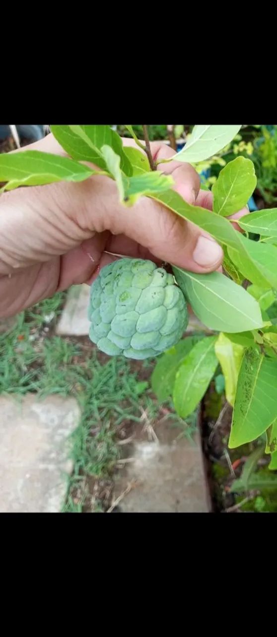 COLEÇÃO DE MUDAS DE FRUTAS 