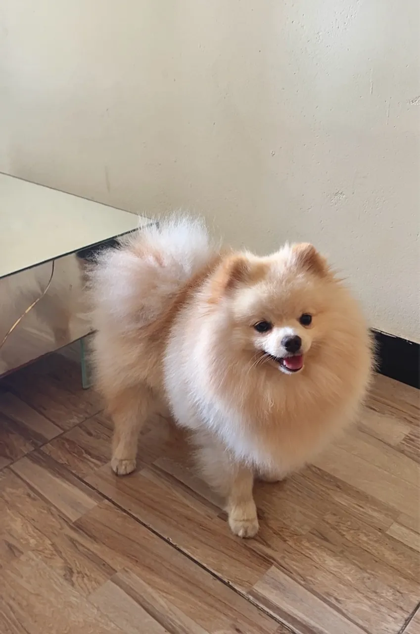Spitz alemão (Lulu da pomerania)