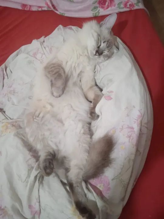 Gata 1 ano e 6 meses para adoção responsável - Foto 2