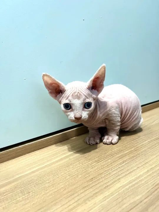 Lindas Fêmeas Sphynx - Foto 3