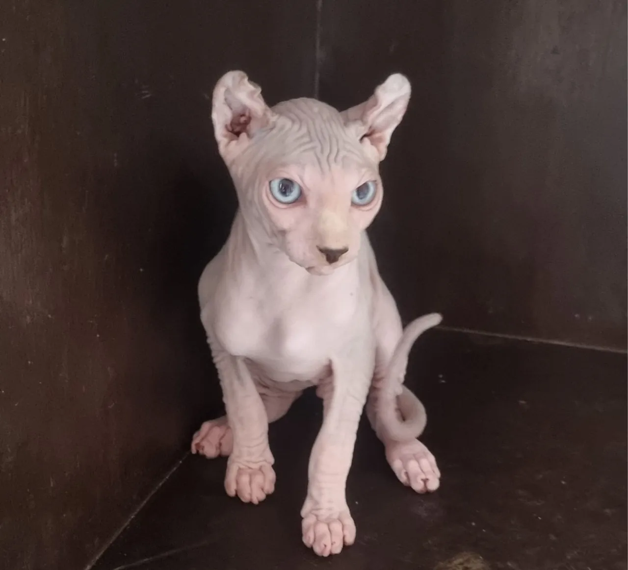 Lindo gato Sphynx ( Elf )