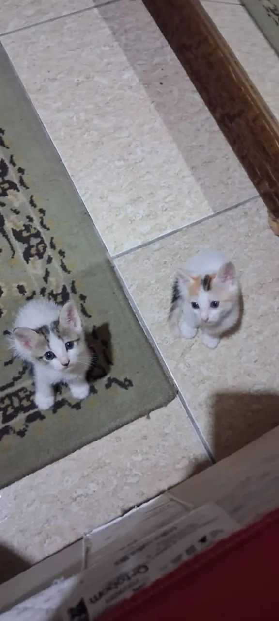 Prontos para alegrar sua casa !? - Foto 2