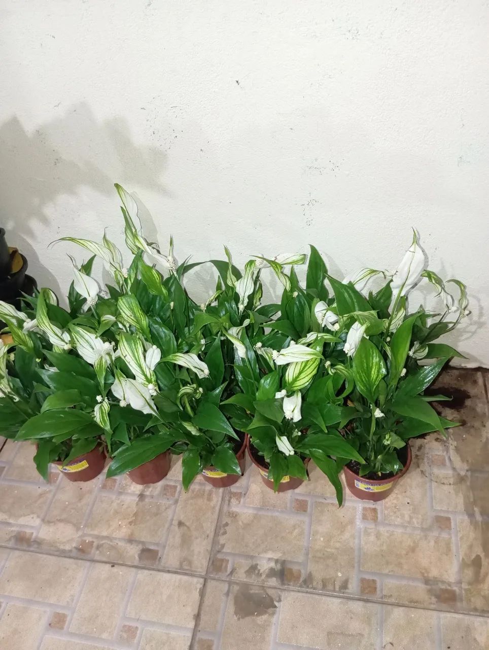 Plantas de Lírios da Paz