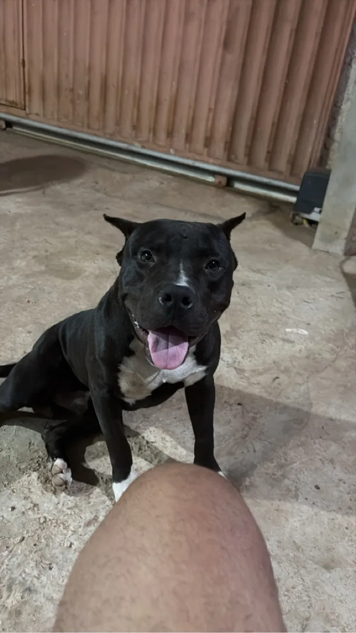 Pitbull Macho a procura de uma femea