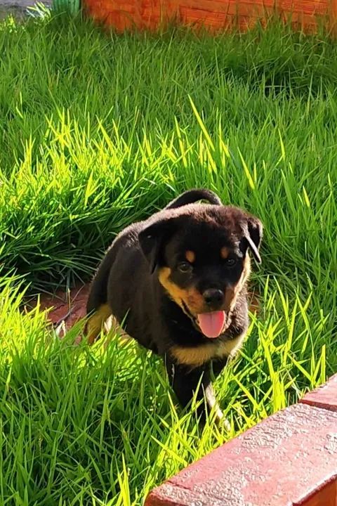 Filhote Rottweiler cabeça de touro - Foto 4
