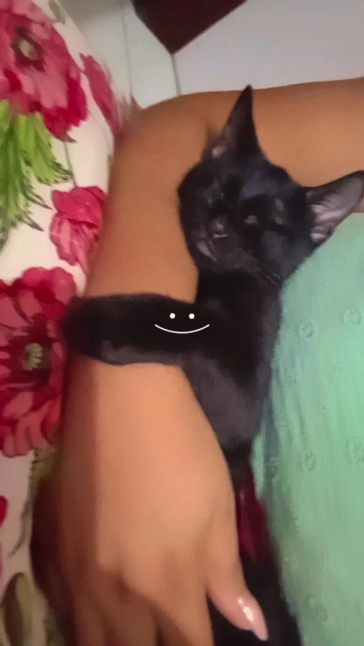 Gatinho preto carinhoso para adoção