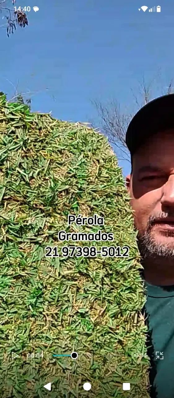 Grama Esmeralda Natural e plantio de Grama