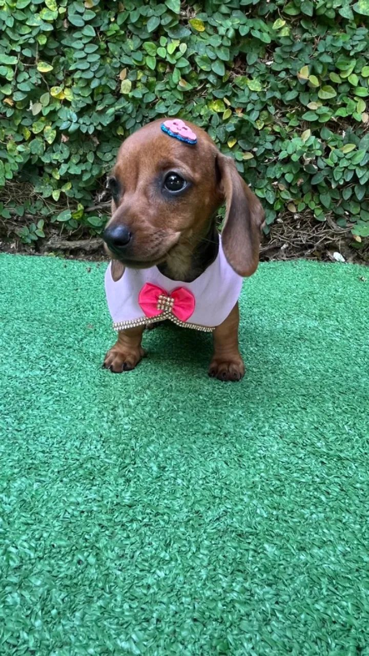 Filhote de Teckel Kaninchen