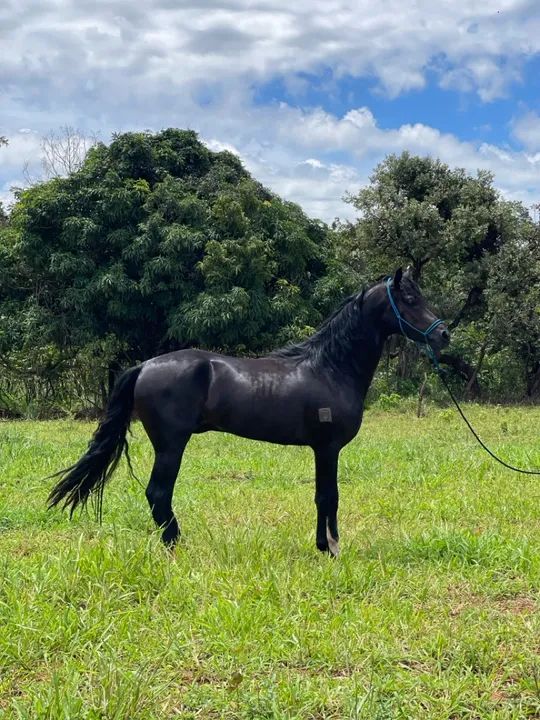Egua Mangalarga Marchador registrada  - Foto 4