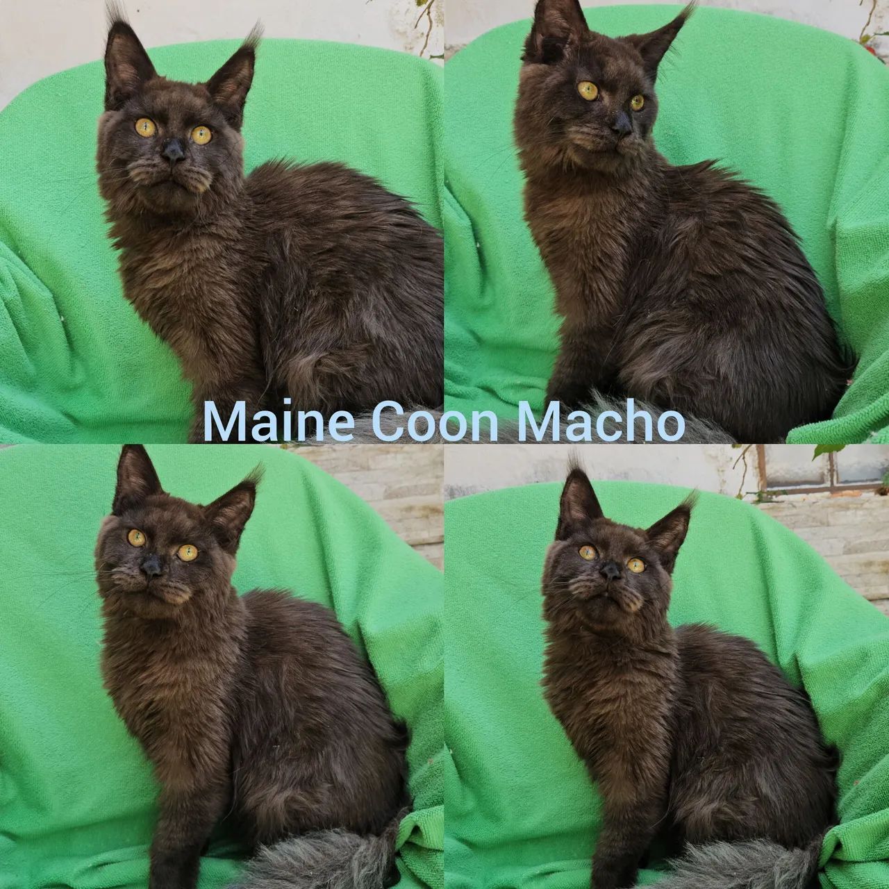 Maine Coon Fêmea - Gatil BSB Cat  - Foto 2