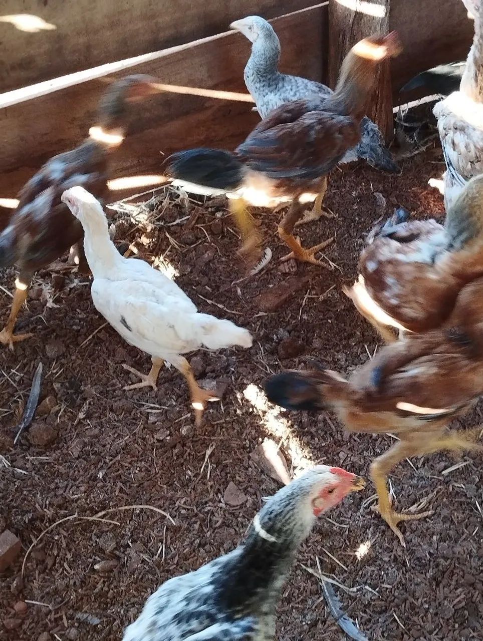 Frango caipira  - Foto 3