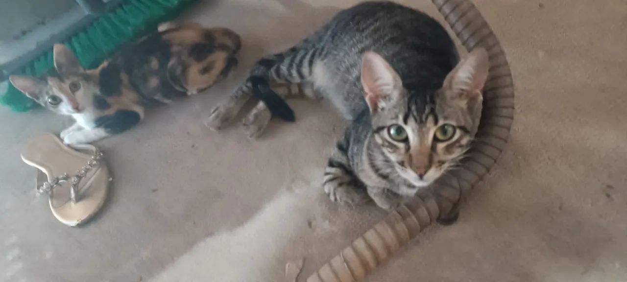 Gatinhos para adoção responsável - Foto 4