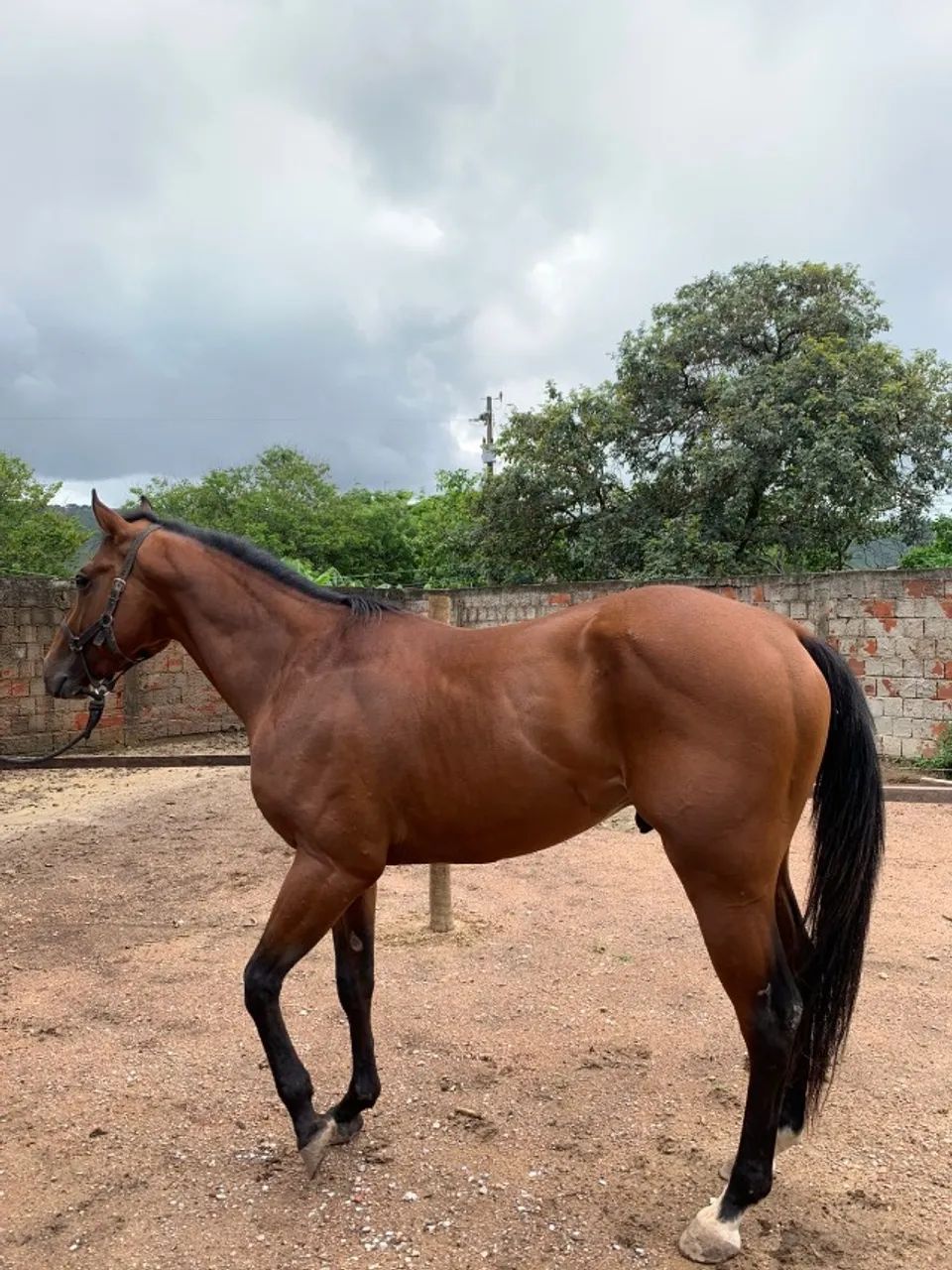 CAVALO QUARTO DE MILHA PURO COM REGISTRO - Foto 3