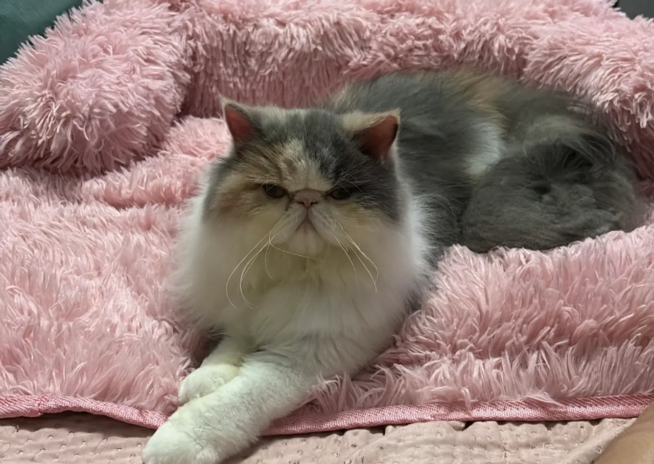 Gato Persa Tricolor 