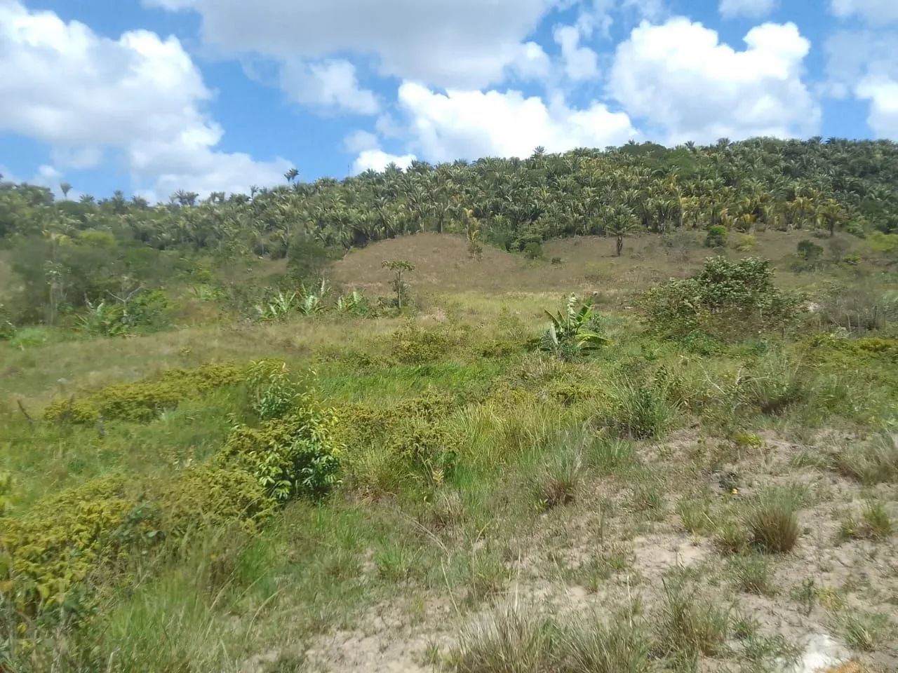 Sitio em Flexeira  - Foto 4