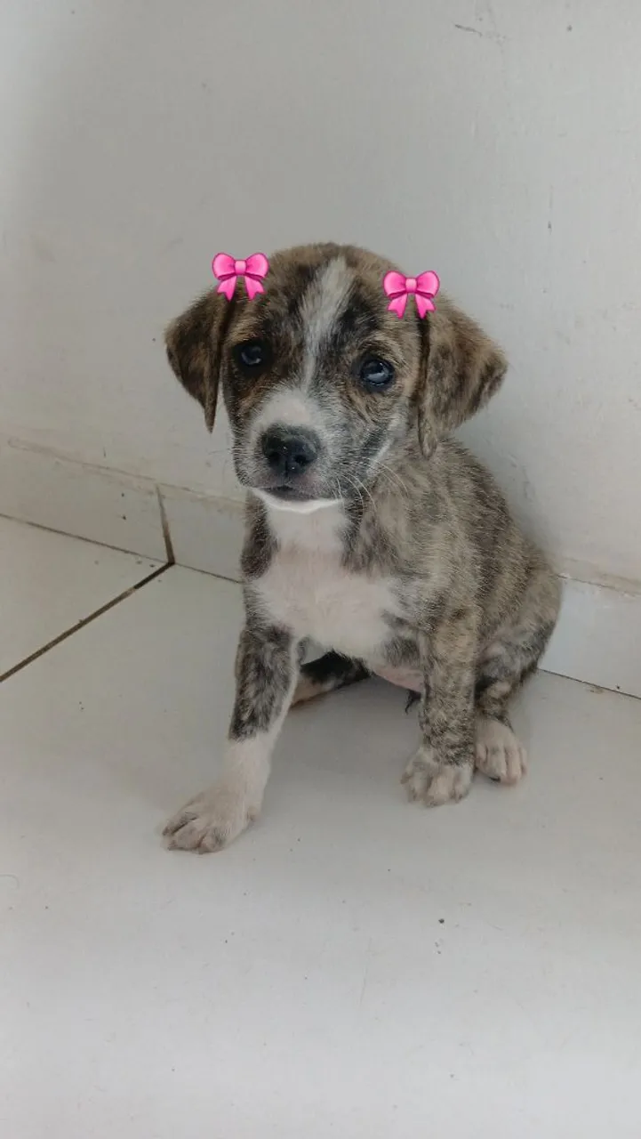 Filhote de cachorro fofo viralata