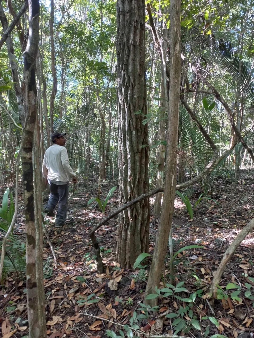 Fazenda Piauí 324 Hectares Soja Pecuária - Foto 4