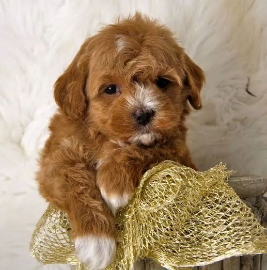 Maltipoo caminha brinde zap (85)99990.2692