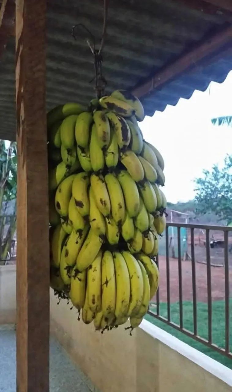 Excelente Chácara de 2.3 Hectares no Córrego do Atoleiro - Córrego nos Fundos - Foto 4
