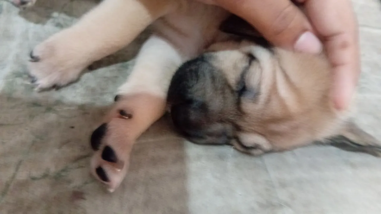 Filhote de labrador