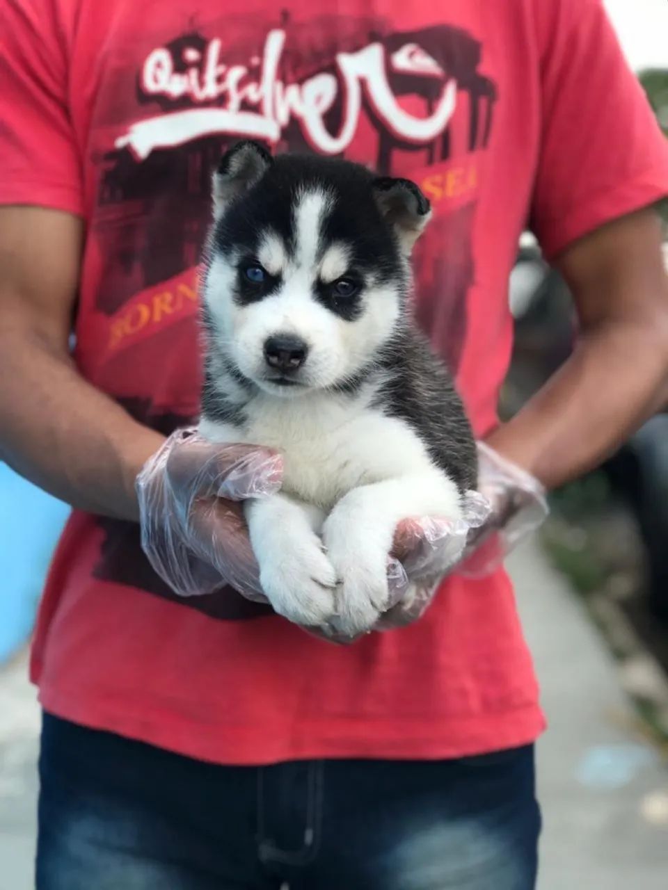 Husky Siberiano Todas as cores, excelente padrão da raça, com assistência vet. gratuito - Foto 3