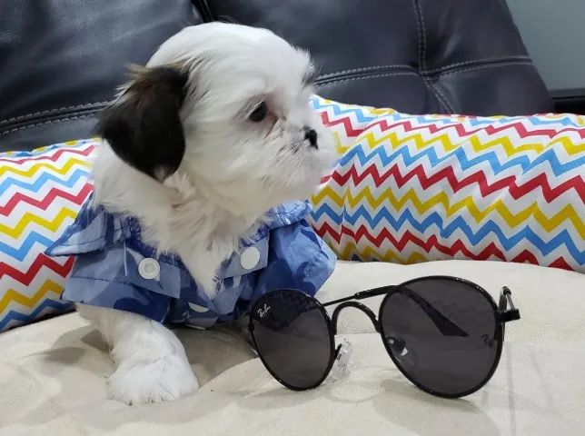 Lhasa Apso Mini Macho Compacto e Muito Fofo