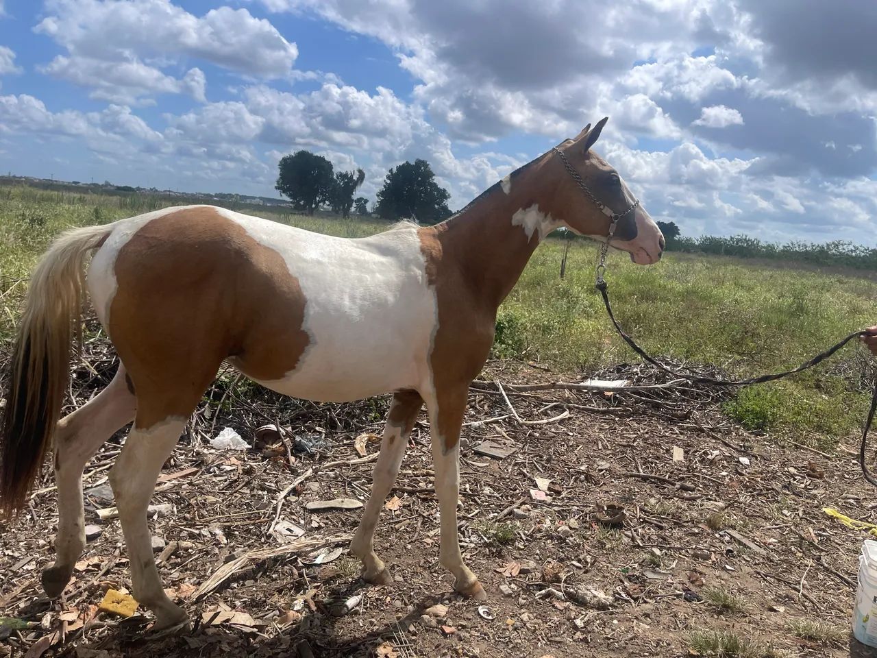 Potra magalarga top  - Foto 4