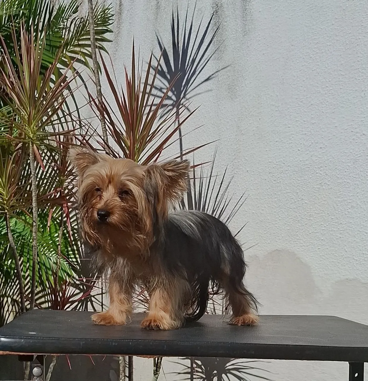 Yorkshire Terrier Filhote - Pelúcia Viva!