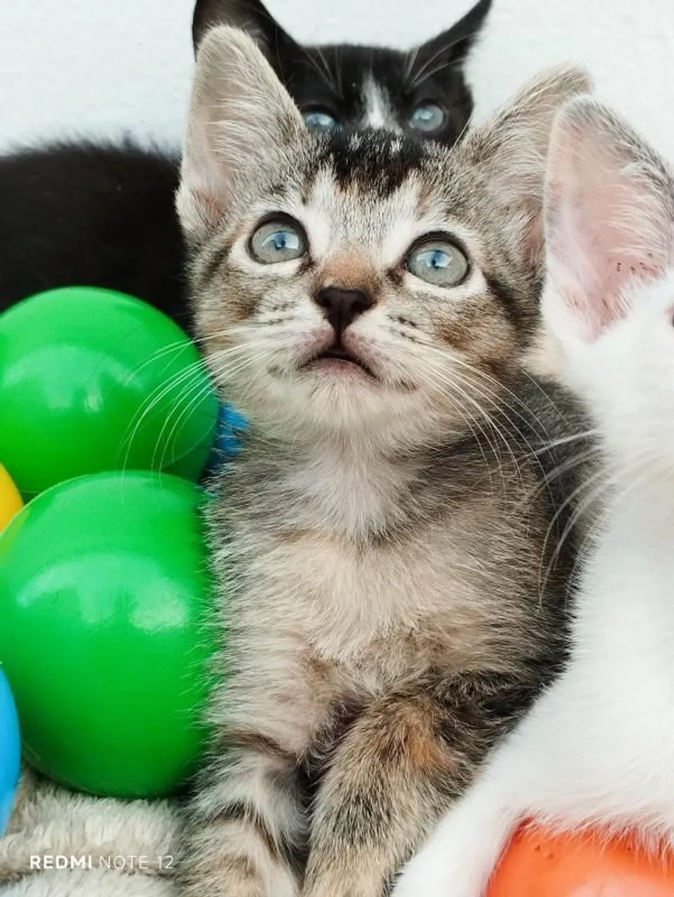 Gatinhos para adoção em Ribeirão