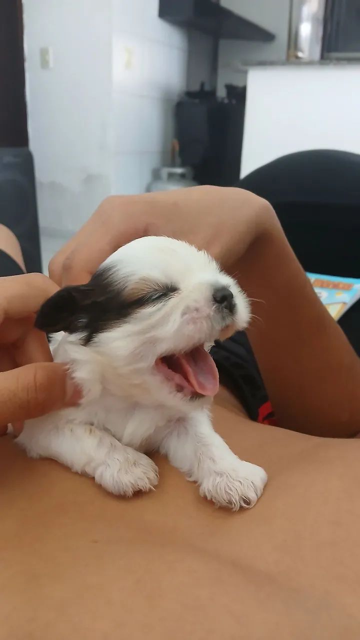 Filhote Shih Tzu - Foto 4