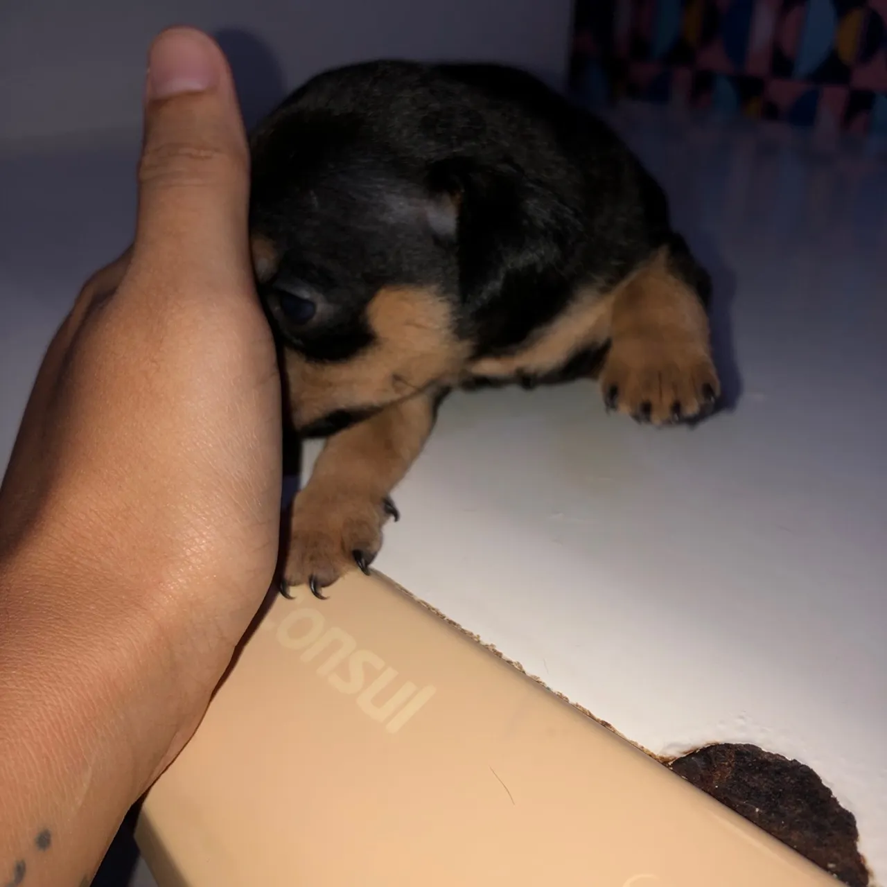 Filhotes de Pinscher 1