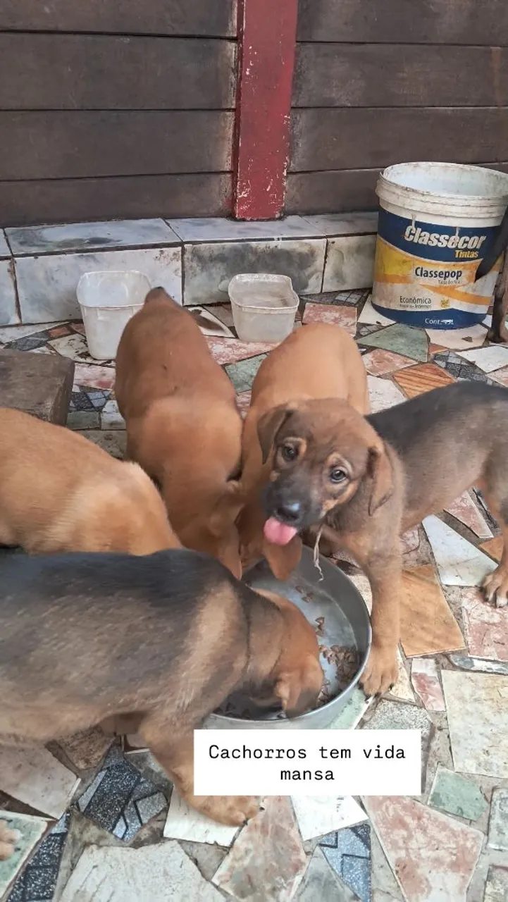 Filhotes de cachorro ' DOAÇÃO