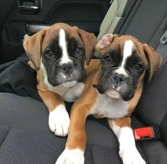 Boxer Filhotes