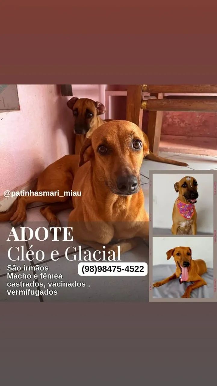 ADOÇAO RESPONSÁVEL - Foto 2