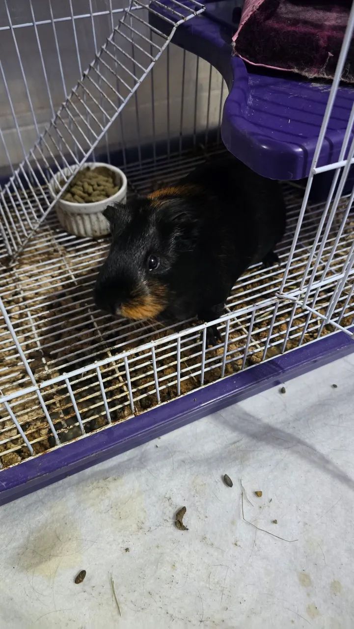 Porquinho da Índia 