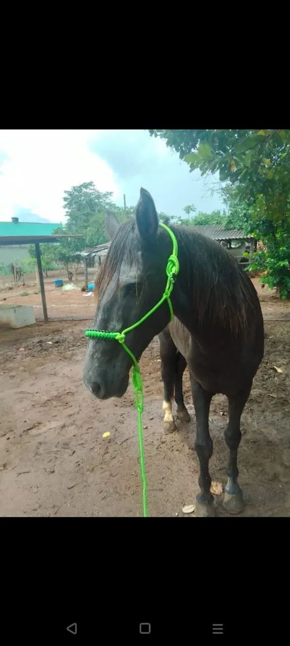 Cavalo mangalarga marcha picada - Foto 2
