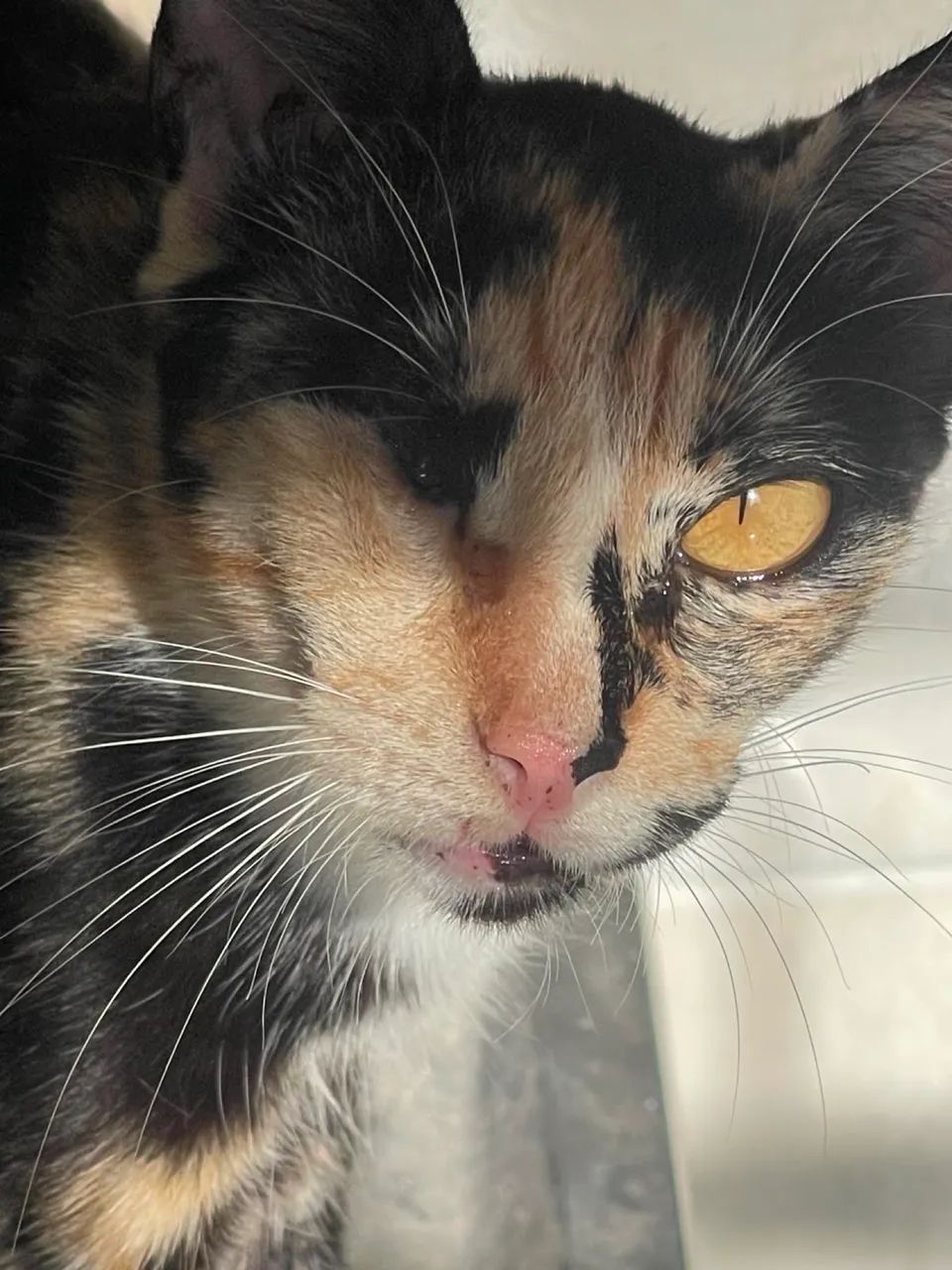 Gata para adoção