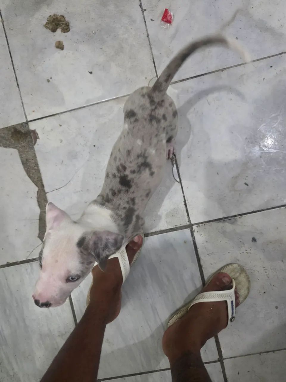 Pitmonster merlem  - Foto 2