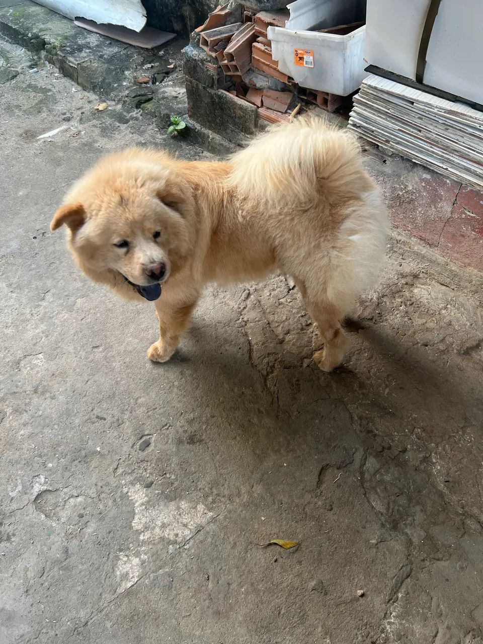 CHOW CHOW - Foto 3