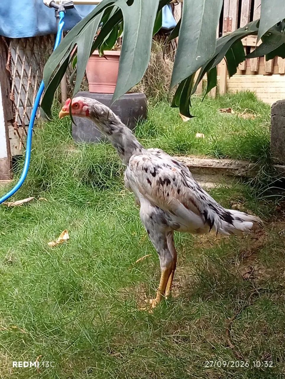 Frango índio puro  - Foto 3