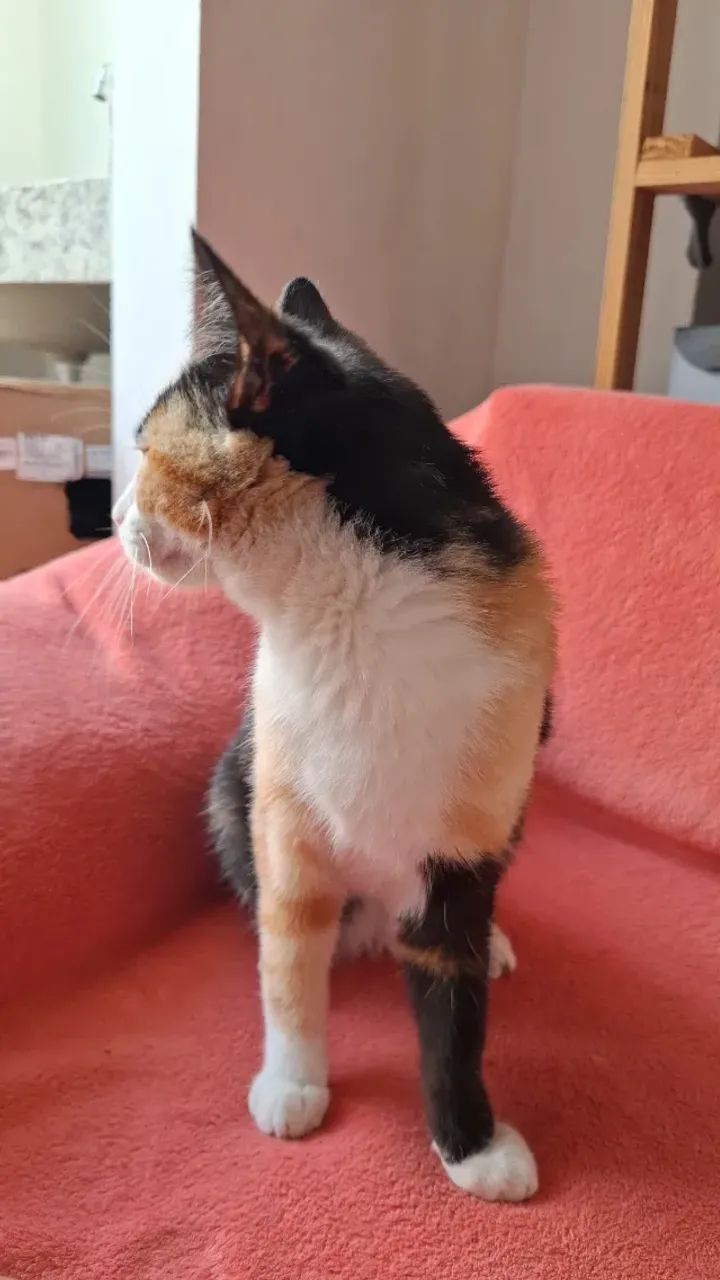 Gato para adoção  - Foto 3